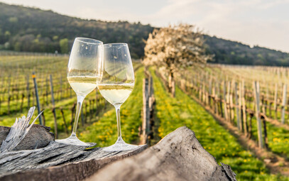 Zwei Weingläser stehen in einem Weingarten