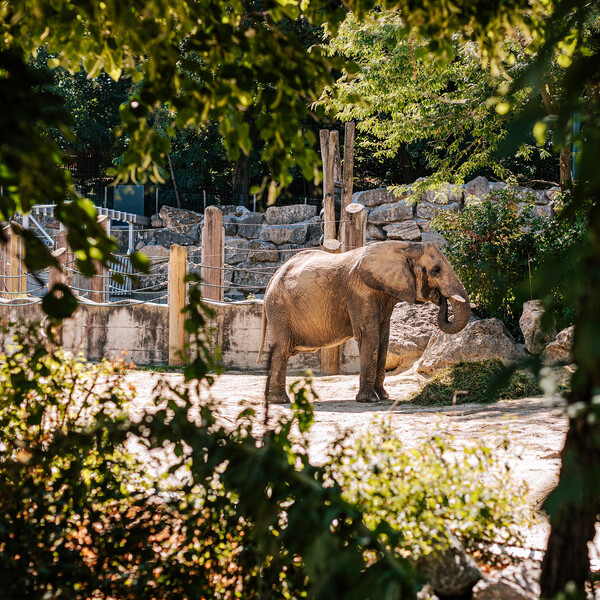 Ein Elefant im Zoo Schönbrunn